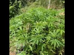 Operacionet anti-drogë në Vlorë dhe Krujë. Ministri Balla përgëzon policinë