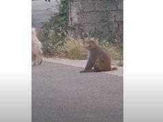 Një majmun në rrugët e Tiranës!