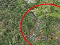 Parcela mes pyllit. Operacionet e policisë me dronë zbulojnë se kanabisi po kultivohet ngado (video)