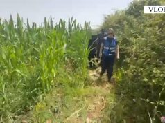 Hashash mes misrit. Arrestohet në arë (video)