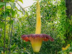 Lulja më e shpifur në botë lulëzon në Londër (video)