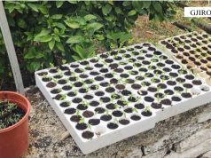 Në vend të luleve, në oborr kishin hashash. Policia u zbarkon në shtepi, nënë e bir në telashe