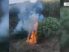 Bien në pranga “bujqit” e hashashit në Lezhë, Kurbin dhe Mirditë (video)