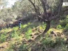 Kishin mbjellë hashash në ullishte. Kapen fermerët në parcelë (video)