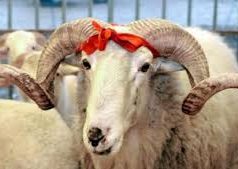 Shtrenjtimi i bagëtive në prag të Kurban Bajramit nuk ndalon besimtarët ta kryejnë detyrimin e tyre fetar