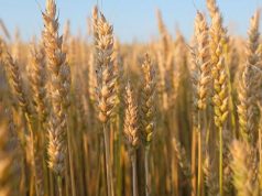 Temperaturat e larta në Kosovë shqetësojnë bujqit, ekspertët shpjegojnë për dëmet që pësojnë të mbjellat