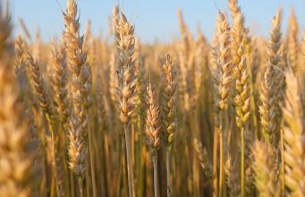 Pas naftës, godet edhe gruri/ Çmimet në rritje, fermerët: Plehrat po shiten më shtrenjtë se kosto reale