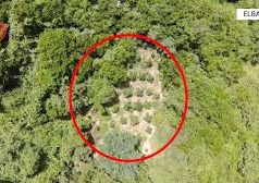 Operacione nga ajri dhe toka. Janë asgjësuar rreth 5400 bimë cannabis sativa (video)