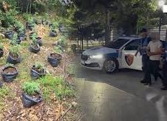 Hashashi rritej mes pyllit. Nën hetim kryetari i fshatit Selishtë në Dibër (video)