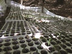 Ta shkulim hashashin me rrënjë (video)