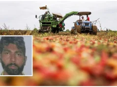 Itali, ferri i punëtorëve të krahut. I drogojnë për të punuar 14 orë në ditë