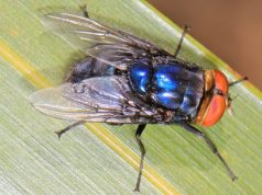 Mizat mishngrënëse/Një vajzë vdes në Kosta Rika. Ky është rasti i parë i vdekjes së njerëzve