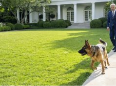 Qeni i presidentit amerikan kafshon një agjent të Shërbimit Sekret