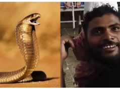 E çuditshme në Indi. Punëtori kafshon gjarprin pasi u sulmua prej tij. Times of India: njeriu 1 – gjarpri 0