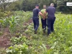 Qindra rrënjë kanabisi në arën me misër