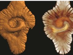 Jeta në tokë ka nisur miliona vjet më herët nga ç’dihej deri tani Fosilet e zbuluara në Gabon