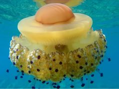 Një kandil deti i pazakontë po shtohet në Adriatik. Është i frikshëm por nuk duhet vrarë. Ja përse…