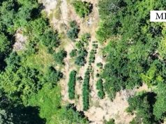 Kapet me “presh në duar” në parcelën e hashashit. Në telashe edhe kryeplaku i fshatit (video)