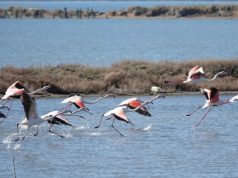 Euronews: Përse po lejohet dhëndri i Trump të ndërtojë në deltën e lumit të vetëm të egër në Europë?