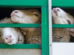 Bie murtaja e deleve në Greqi