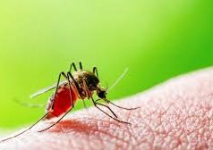 Dy raste me ethet e Nilit në Elbasan