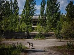 Toka shëron veten. Rreth Çernobilit zbulohen kërpudhat çudibërëse