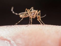 Virus i Nilit, 3 të vdekur. Kujdes nga mushkonjat!