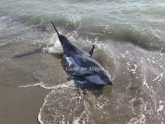 Delfini del në breg në Divjakë