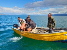 Korani në rrezik, hidhen 2 milionë rasate peshku në liqen e Ohrit