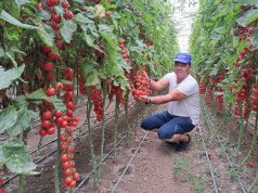 Në fermën e Festimit…