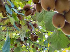 Kivi nga Çerkezë-Morina