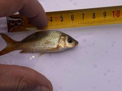 620 mijë rasate krapi hidhen në liqenin e Prespës