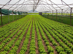 Detajet për skemën e investimeve në bujqësi/ Kush përfiton dhe si mund të aplikoni (video)