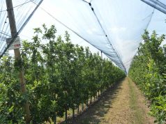 Skema kombëtare e investimeve në Bujqësi, financim 50% në formë granti