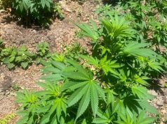 Zbulohet 1 ton drogë në zonën e Dukagjinit, në Kosovë