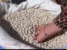 Fermerët e Maliqit dyfishojnë çmimin e fasules: shitet me shumicë 600 lek për kg