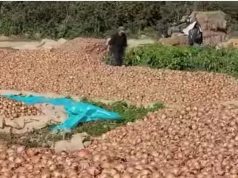 Qepët e hedhura kanaleve. Berisha: krim!