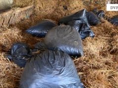 Sekuestrohen 200 kilogramë kanabis