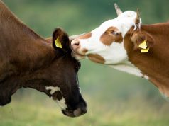 Krahasim me Kosovën/ Çmimet në Shqipëri për produktet ushqimore dhe blegtorale më të larta