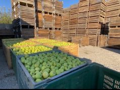 Fermerët e Korçës e kthejnë festën në ‘protestë’: Nuk kemi treg për mollët, shiten nën kosto