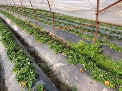 Bie nga froni “mbreterësha e Myzeqesë”. Dështojnë edhe serrat me luleshtrydhe në Fier. Fermerët: para se të bënte skemën Denaj të dilte në terren