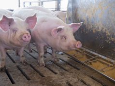 MBZHR: Shqipëria nuk importon mish derri me Ractopaminë nga Brazili dhe nga asnjë vend tjetër!