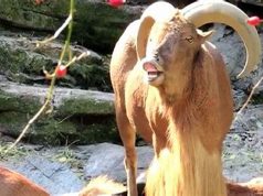 Cjapi bën për spital të moshuarin në Maliq