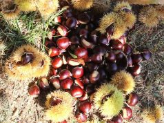 300 tonë gështenja në vit, por mungon tregu dhe çmimi është i ulët