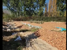 Edhe këtë vit qepa e Maliqit u hodh në kanal