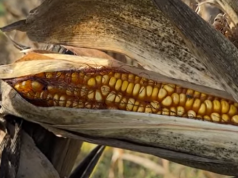 Të korra të mbara, çmim i ulët! Fermerët në Vaun e Dejës të kënaqur nga puna e tyre por jo nga MBZHR