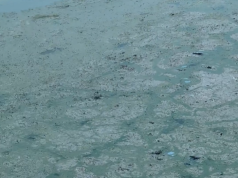 Ndotje e tmerrshme te Liqeni Artificial i Tiranës. Braçe: të gjendet shkaku i erës së keqe