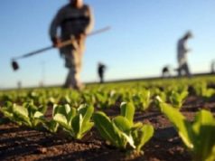 Raporti i BE: Bujqësia shqiptare larg standardeve evropiane