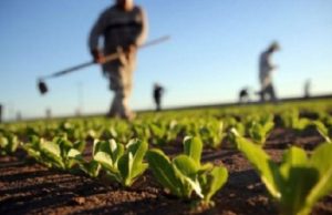 Bursa Bujqësore, ndryshon mënyra e shitjes së prodhimit/ Salla: Fermeri do të zgjedhë ofertën dhe çmimin më të mirë