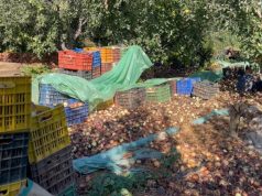 Qepa e Korcës dhe sivjet në plehra. Qepa e importit mbyt tregun.